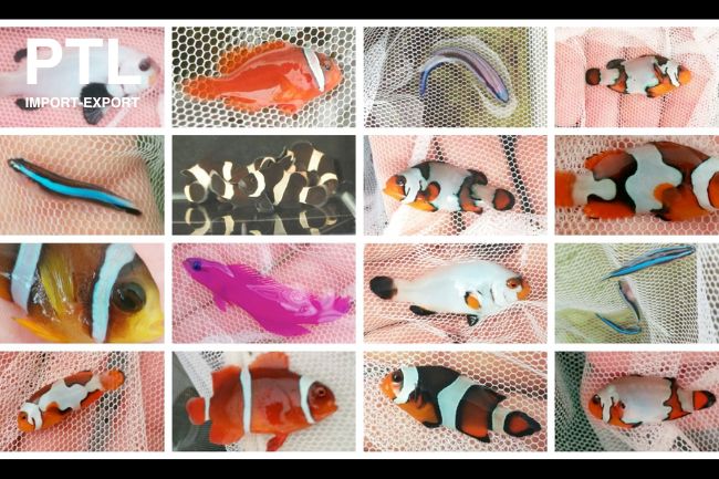PTLMC80130  AMPHIPRION SPECIAL MIX - PLATINUM, SNOWFLAKES, BLACK EYES